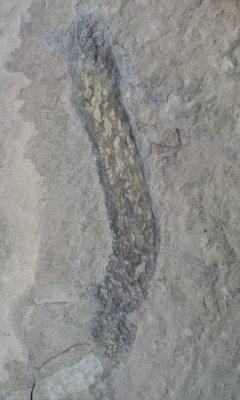 Margaretia dorus, probable marine alga, 14 cm. Wheeler Formation, Middle Cambrian. House Range, Millard County, Utah, USA