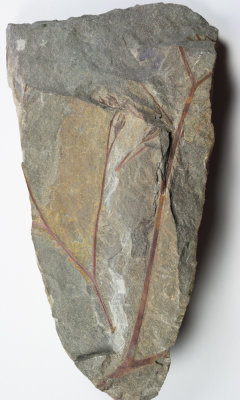 Moresnetia zalesskyi. Late Devonian. Dinant, Belgium. The earliest seed plant. 15 cm slab with seed-bearing cupules to 10 mm.