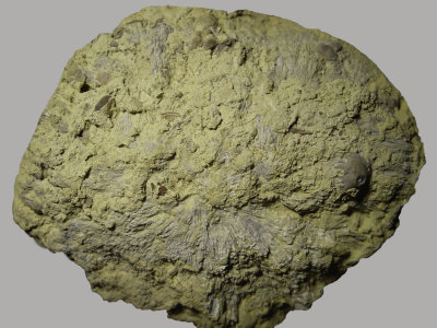 Prismostylus sp, a 16 cm rhodophyte alga from the Bromide Formation, Ordovician of Dunn Quarry, Criner Hills, Oklahoma, USA