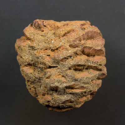 Metasequoia cone, 2 cm, Upper Cretaceous. Hell's Creek, USA.