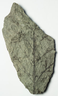 Foliage of Archaeopteris sp. Duncannon Member, Catskill Formation, Upper Devonian. Red Hill, Hymer, Clinton County, Pennsylvania