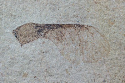 Sycamore seed, 16 mm long. Muddy Creek Formation. Oligocene. Beaverhead County, Montana, USA.