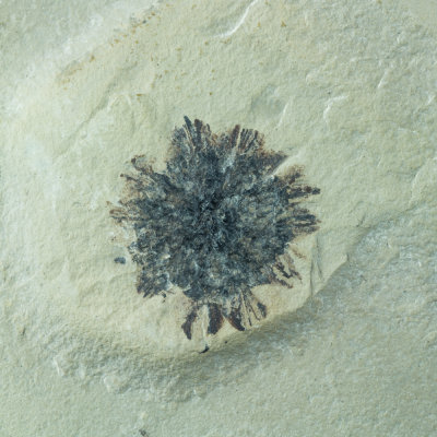 Macginicarpa glabra (Platanaceae), 20 mm. Green River Formation. Eocene. Bonanza, Uinta County, Utah, USA.