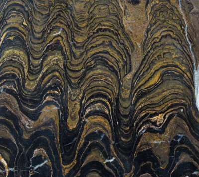 Side view of a polished slice of lacustrine stromatolite, Miraflores Formation, El Molino, Potosi, Bolivia. FOV 8 cm