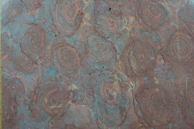 Top view of a polished slice of Precambrian Stromatolite, Henan, China. Field of view 15 cm