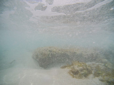 Modern stromatolites, Stocking Island, Bahamas