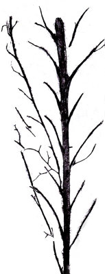 Psilophyton in essence