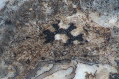 Asteroxlyon mackiei, a clubmoss, in 3 cm piece of Lower Devonian Rhynie chert. Notice the stellate xylem strands.