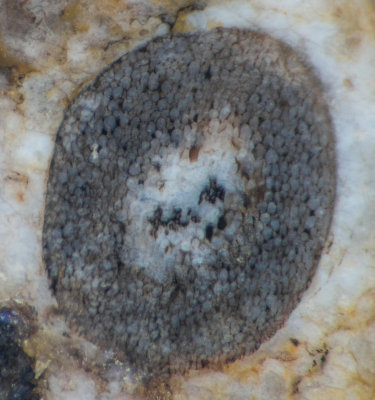 Asteroxylon rhizome