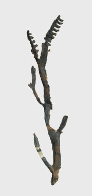 Pectinophyton extracted (digitally) from its matrix.