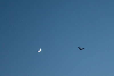 moon bat.jpg