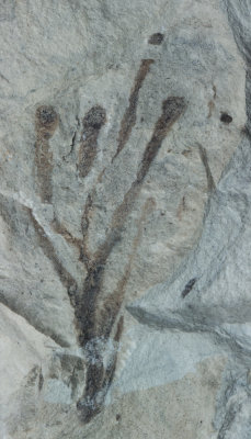 Early Palaeozoic Plants