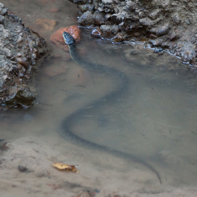 Water snake.jpg
