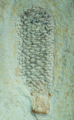 A 15 cm conifer cone from the Crato Formation of Brazil, Late Aptian-Early Albian, Lower Cretaceous.