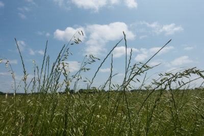 Low Platform mound