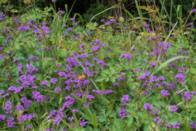 Flowers and butterfly