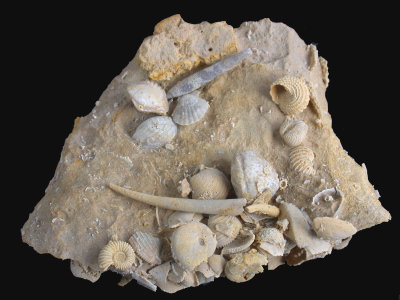 8 cm acid-prepared specimen, Lower Oxfordian, Middle Jurassic, Rhne, Sundgau, France.