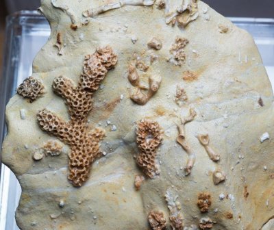 Bryozoans and corals from the Vidrio Formation, Glass Mountains, West Texas.