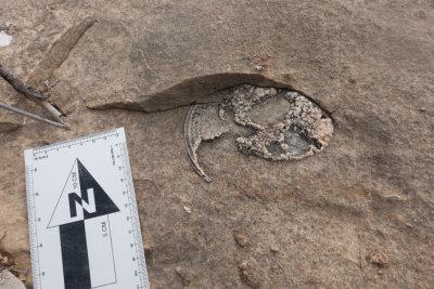 A large silicified cephalopod from the Vidrio Formation, Glass Mountains 