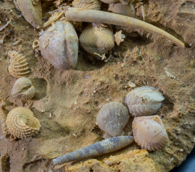 8 cm acid-prepared specimen, Lower Oxfordian, Middle Jurassic, Rhne, Sundgau, France.