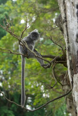 Silvered leaf monkey, Selangor