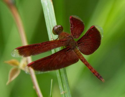 Red grasshawk dragonfly (Neurothemis fluctuans), Selangor