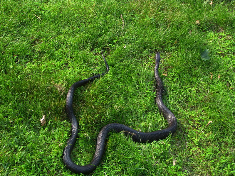 Big Black Rat Snake Farewell