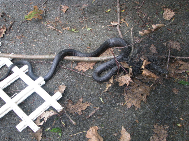 Black Rat Snake Caught in Deer Netting  