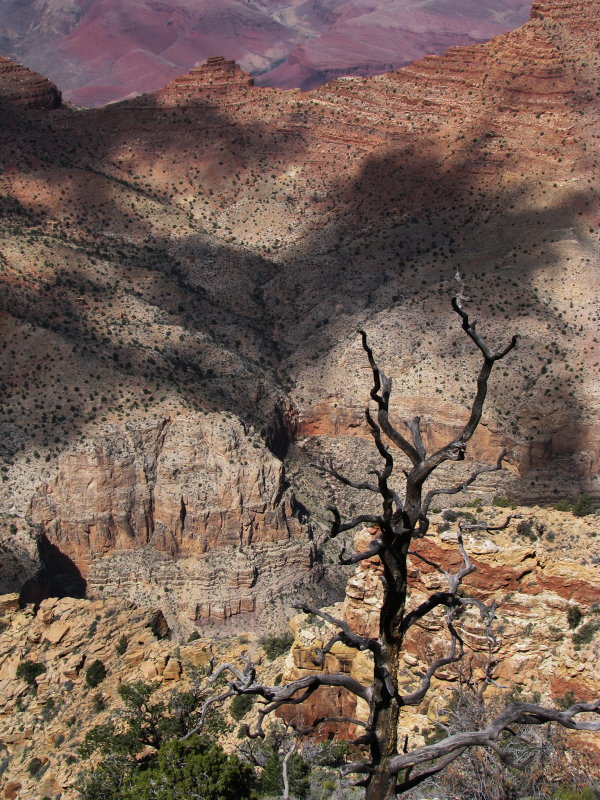 Prayer of the Tree