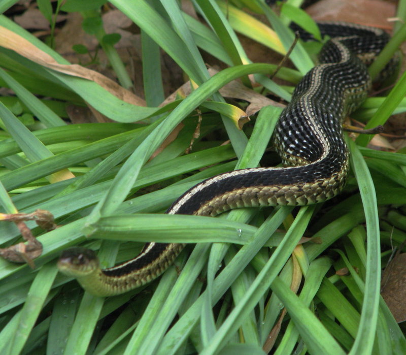A well fed Garter Snake in the Daffodil Beds.