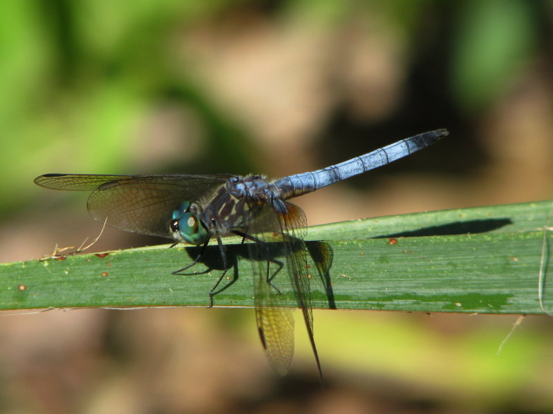 Dragonfly in Blue