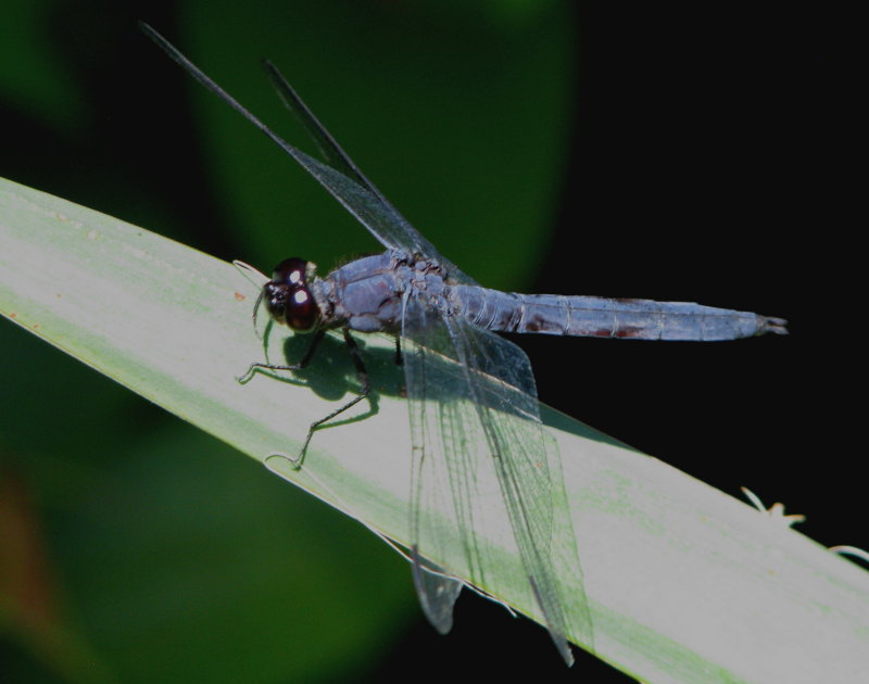 Damsels and Dragonflies