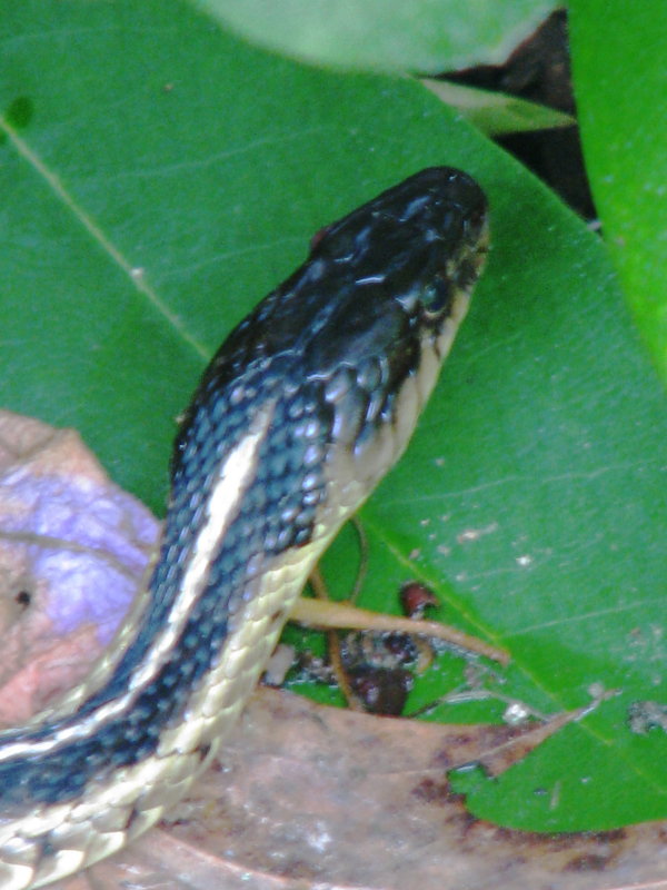 Head of Garter Snake