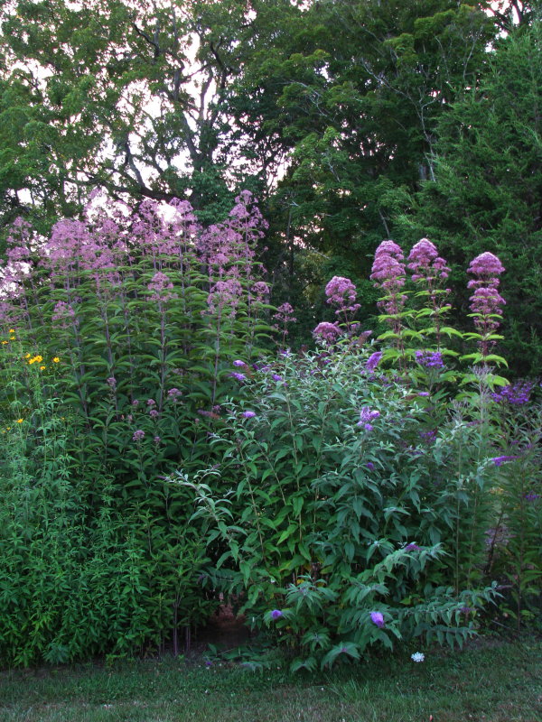 Joe-Pye Weeds Taller than a Man