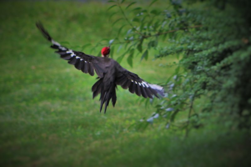 Pileated Woodpecker in Flight