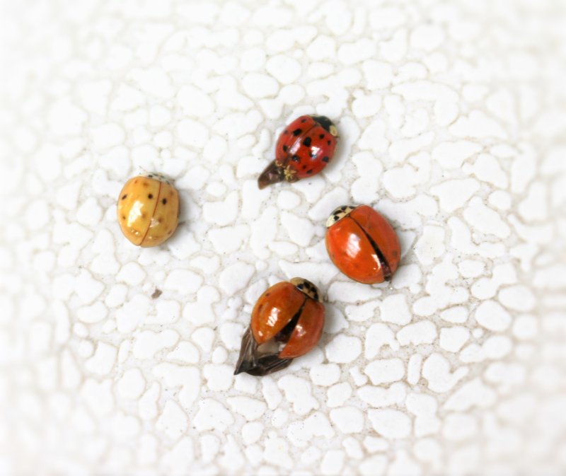 Coccinellidae - Time for Migration?