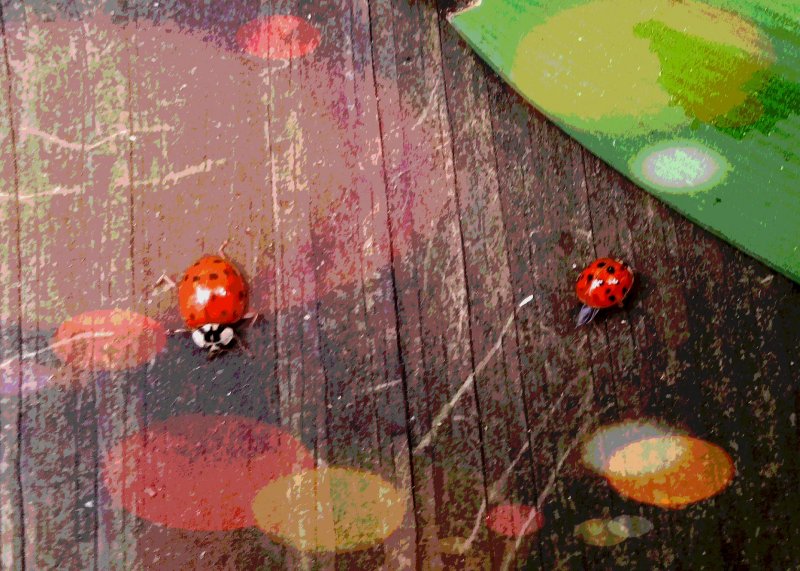 Ladybugs looking for a warm place to hibernate.