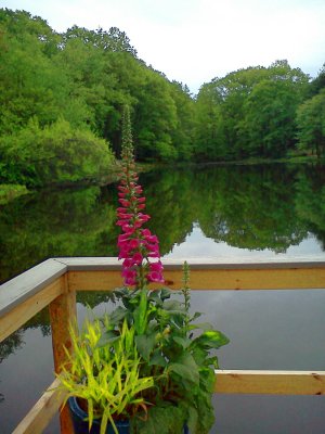 Foxglove on deck overlooking pond.