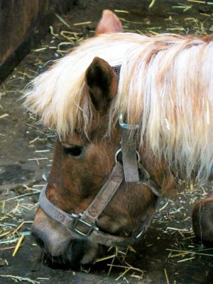 One very lucky pony named Sissy