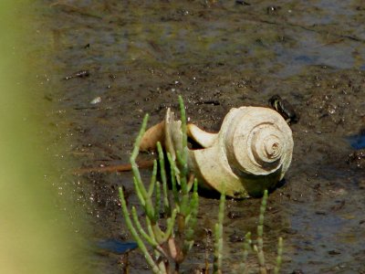 Shell in the Marshes.