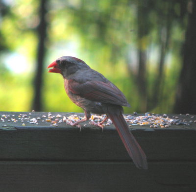 Young female cardinal