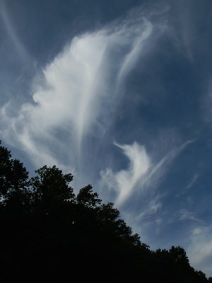 Feathers in the Sky