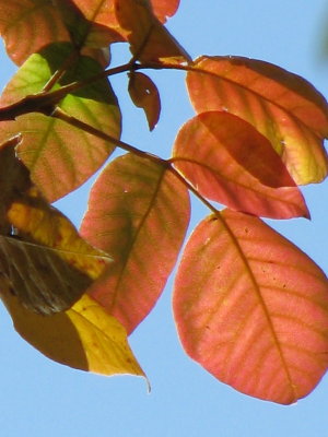 Early Fall Colors