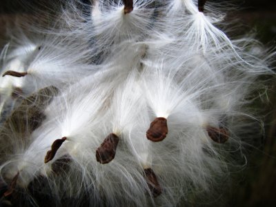 Milk Weed Seeds