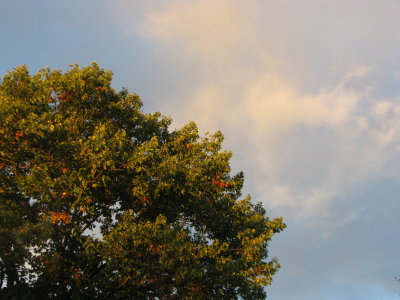 Sunset over the Oak Tree