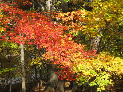Glorious Fall in Red-Orange-Gold