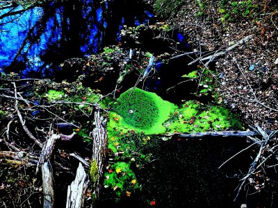 Swirls in a brook