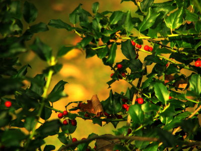 Holly Time