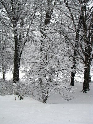 Winter