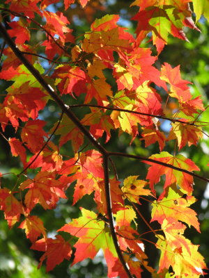 Sun Drenched Maple Leaves